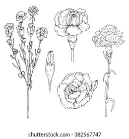 Carnation flowers collection. Hand drawn inky carnation single flowers and branch isolated on white. Lined carnation flowers vector. Isolated flowers for design, cards, banners, stickers, prints, etc.