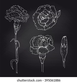 Carnation flowers collection. Hand drawn chalk carnation single flowers on blackboard. Chalk imitation carnation vector. Isolated flowers for design, cards, banners, prints, etc. EPS10