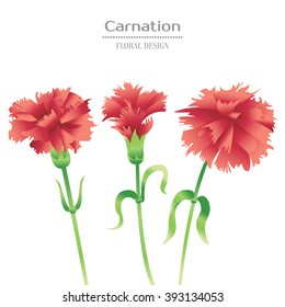 Carnation flowers collection. Isolated flowers for your design. Good for greeting cards, posters, banners and etc. Vector illustration.