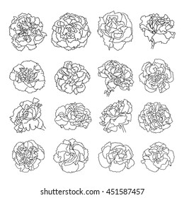 Carnation flowers collection.Vector illustration.