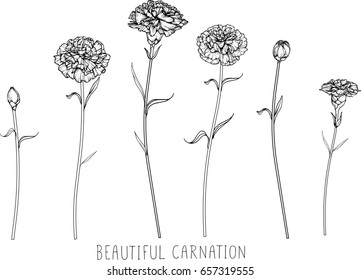 Carnation Flowers Drawing And Sketch With Line-art On White Backgrounds.