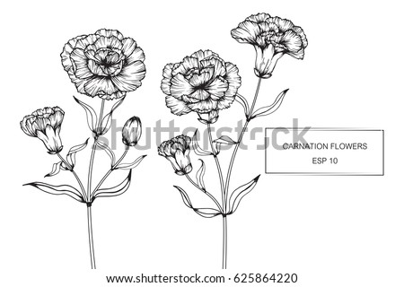 Carnation Flowers Drawing Sketch Lineart On Stock Vector (Royalty Free