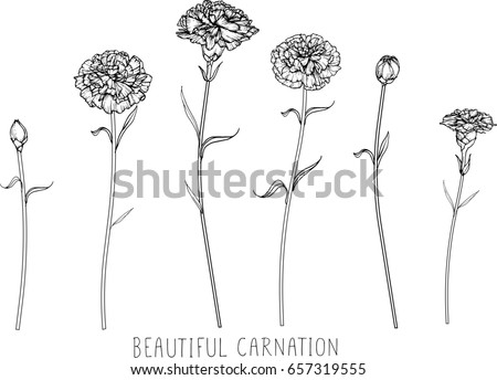 Carnation Flowers Drawing Sketch Lineart On 스톡 벡터(사용료 없음) 657319555