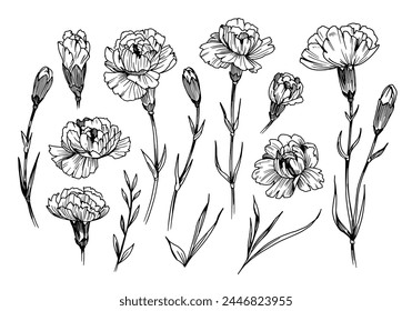 Carnation, flowers and leaves set, vector sketch illustration, hand drawn, black outline