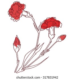 Carnation flowers on a white background.