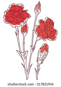 Carnation flowers on a white background.