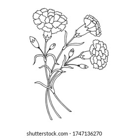 Carnation flowers. Vector stock illustration eps 10. Outline. Hand drawing