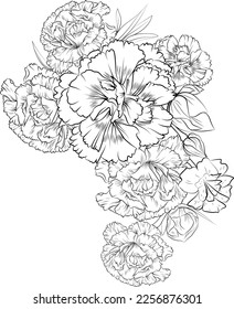 Carnation flowr vector illustration of a beautiful flowers bouquet, hand-drawn coloring book of artistic, blossom flowers carnations isolated on white background tattoo design.