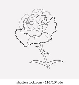 Carnation icon line element. Vector illustration of carnation icon line isolated on clean background for your web mobile app logo design.