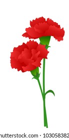 
Carnation illustrations, red flowers