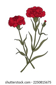 Carnation January birth month flower colorful vector illustration. Modern outline hand drawn design for logo, tattoo, packaging, card, wall art, poster. Colored line art isolated on white background.