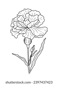 Carnation, January birth month flower vector art.