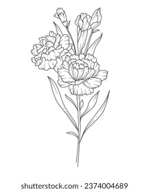 Carnation Line Art. Carnation flower outline Illustration. January Birth Month Flower. Carnation outline isolated on white. Hand painted line art botanical illustration.
