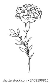 Carnation Line Art. Carnation flower outline Illustration. January Birth Month Flower. Carnation outline isolated on white. Hand painted line art botanical illustration.