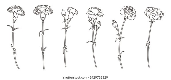 Carnation line drawing illustration set, variation material, icon, vector