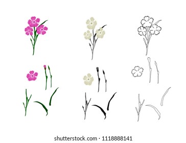 Carnation painted and black and white with elements. Isolated over white background