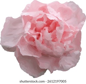 carnation pink and blooming  design1