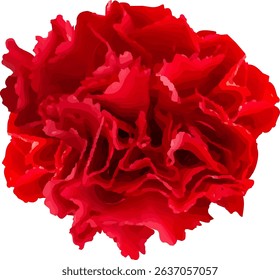 carnation red and blooming  design13