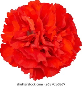 carnation red and blooming  design15