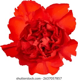 carnation red and blooming  design17
