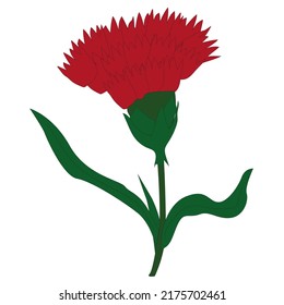 Carnation schabaud, red flowers, buds, green stem, leaves on white background, vintage illustration, vector