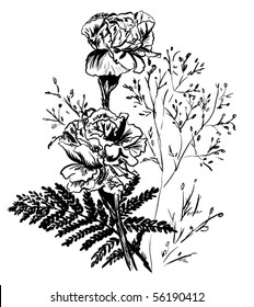 carnation sketch