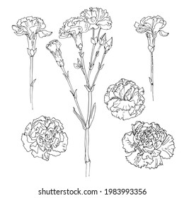 Carnation Vector Sketch Of Flowers By Line On A White Background. Decor