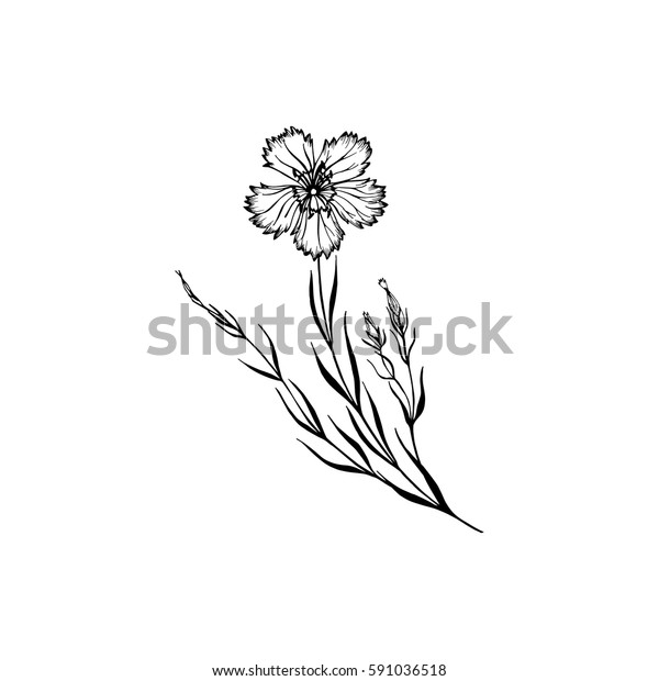 カーネーションのベクター画像 自然 有機 医療 アロマセラピーのアウトラインスタイルの山花コレクション 白い背景に花 クローブベクターイラスト のベクター画像素材 ロイヤリティフリー