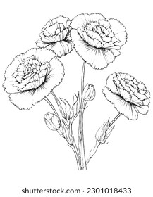 Carnations Coloring Page Hand Drawing Illustration