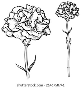 Flores de claveles aisladas de fondo blanco. Ilustración en blanco y negro, vector.