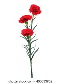 carnations flowers isolated on white background