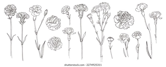 Nelken Blumen, Vektorgrafik. Blume, die von einer schwarzen Linie auf weißem Hintergrund gezeichnet wird. 