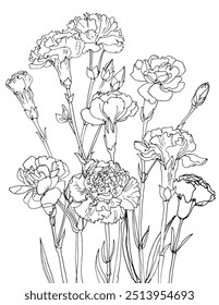Cravos. Esboço de flores. Desenho de linha de vetor de flores. Desenhado por uma linha preta sobre um fundo branco.