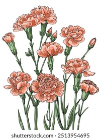 Carnations. Sketch of flowers. Flowers vector line drawing. Drawn by a black line on a white background.