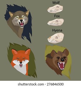 Carnivore Roaring Animals collection of three along with skulls for postcards, logos, posters, illustration, labels and other design needs. 