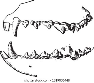 Carnivore tooth (dog), From the Dictionary of Word and Things, 1888.