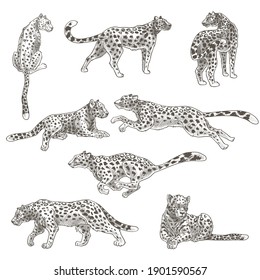 Carnivore Wild Mammal, Isolated Leopard Or Cheetah. Panther With Spots On Fur. Motion And Still Creature. Running And Laying On Ground. Monochrome Sketch Outline. Feline Cat Animal, Vector In Flat