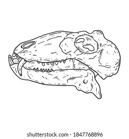 Carnivorous Dinocephalia fossilized skull hand drawn sketch image. Carnivore reptile dinosaur fossil illustration drawing. Vector stock silhouette
