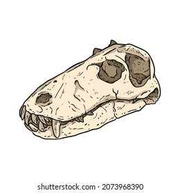 Carnivorous Dinocephalia fossilized skull hand drawn image. Carnivore reptile dinosaur fossil illustration drawing. Vector stock silhouette