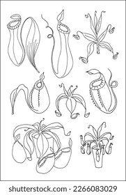 Carnivorous plants, nepenthes plants. Set of vector botanical decorative elements in black and white, contours and different forms of tropical leaves, silhouettes of leaves.