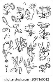 Carnivorous plants. Venus flytrap and sundews. Set of vector botanical decorative elements in black and white, contours and different forms of tropical leaves, silhouettes of leaves.