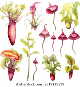 Carnivorous Plants Watercolor illustration. Hand drawn underwater element design. Artistic vector marine design element. Illustration for greeting cards, printing and other design projects.