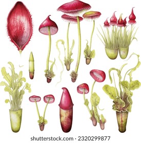 Carnivorous Plants Watercolor illustration. Hand drawn underwater element design. Artistic vector marine design element. Illustration for greeting cards, printing and other design projects.