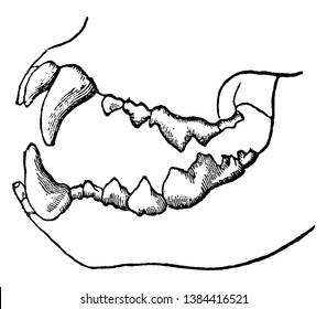 Carnivorous Skeleton where the teeth of a carnivorous animal that lives on flesh alone, vintage line drawing or engraving illustration.