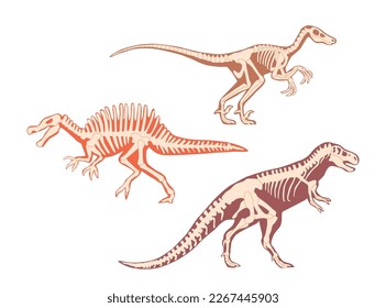 Carnotaurus or Tyrannosaurus Dinosaur Skeleton with Bones. Isolated Carnivorous Theropod Dino Predator of Late Cretaceous Period. Ancient Prehistoric Biped Reptile Monster Cartoon Vector Illustration