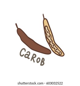 Carob beans superfood. Vector hand drawn illustration