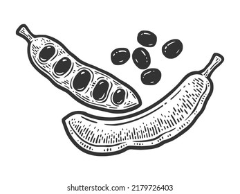 Carob carat tree ripe fruit pods sketch engraving vector illustration. T-shirt apparel print design. Scratch board imitation. Black and white hand drawn image.