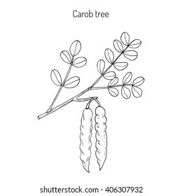 Carob (Ceratonia siliqua), or carob tree, St John's-bread, locust bean. Hand drawn botanical vector illustration