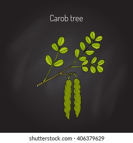 Carob (Ceratonia siliqua), or carob tree, St John's-bread, locust bean. Hand drawn botanical vector illustration