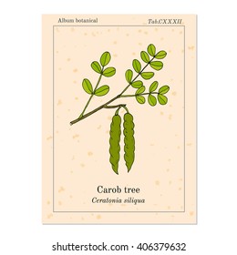 Carob (Ceratonia siliqua), or carob tree, St John's-bread, locust bean. Hand drawn botanical vector illustration